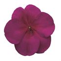 Afbeelding van Impatiens P9 Violet